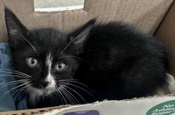 Spark -  Domestic Short Hair Cat for Adoption in Honolulu, Hawaii - Spark | PetCurious