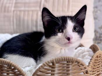Peony -  Domestic Short Hair Cat Available for Adoption in Effingham, Illinois - Peony | PetCurious