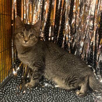 Rescue American Shorthair Cats for Adoption in Greenfield, Indiana - Jane | PetCurious
