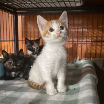 Groundhog -  Domestic Short Hair Cat for Adoption in Kansas City, Missouri - Groundhog | PetCurious