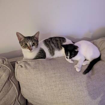 Maude -  Domestic Short Hair Cat for Adoption in Fairfax Station, Virginia - Maude | PetCurious