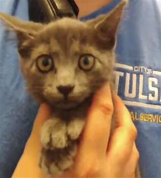 KEYLIME -  Domestic Short Hair Cat for Adoption in Tulsa, Oklahoma - KEYLIME | PetCurious