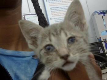 Rescue Domestic Short Hair Cats for Adoption in Dallas, Texas - PURPLE | PetCurious