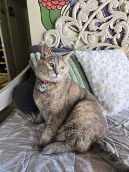 Hilde -  Domestic Short Hair Cat for Adoption in Tucson, Arizona - Hilde | PetCurious