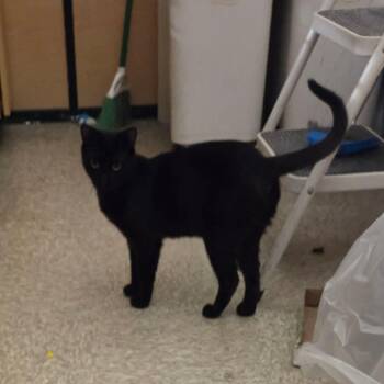 Domestic Short Hair Cats Available for Adoption in Gladstone, Oregon - Jesse | PetCurious