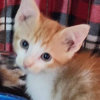 Nightwing K46053 -  Domestic Short Hair Cat for Adoption in Corsicana, Texas - Nightwing K46053 | PetCurious