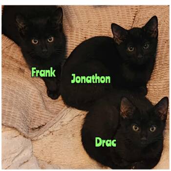 Rescue Domestic Short Hair Cats for Adoption in Manchester, Connecticut - Mama Mummy & Her Kittens | PetCurious