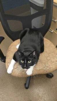 Apollo -  Domestic Short Hair Cat for Adoption in Wichita, Kansas - Apollo | PetCurious