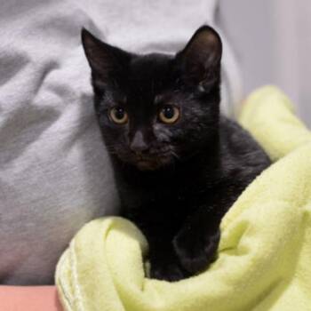 Burt -  Domestic Short Hair Cat for Adoption in New York, New York - Burt | PetCurious