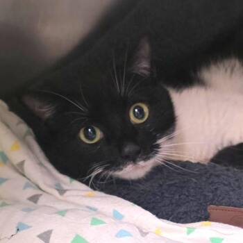 Patches -  Domestic Short Hair Cat for Adoption in Gloucester, Virginia - Patches | PetCurious