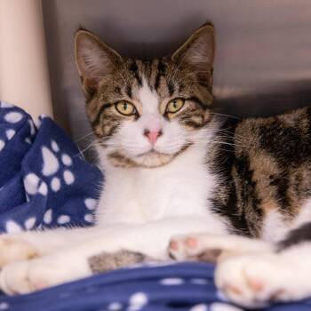 Hard Rock Billy -  Domestic Short Hair Cat for Adoption in Mentor, Ohio - Hard Rock Billy | PetCurious
