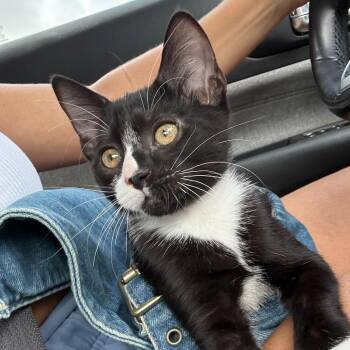 Junior -  Domestic Short Hair Cat for Adoption in Sunrise, Florida - Junior | PetCurious