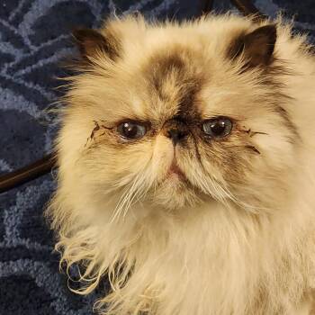 Persian Cats Available for Adoption - Betty Davis | PetCurious