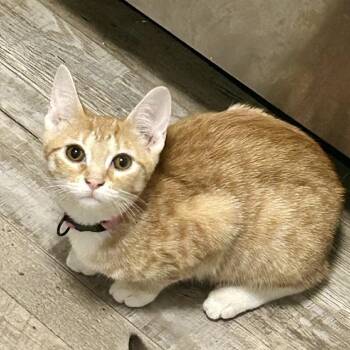 Peaches -  Domestic Short Hair Cat for Adoption in Tuscaloosa, Alabama - Peaches | PetCurious