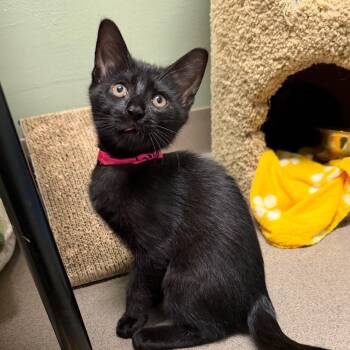 Bitty -  Domestic Short Hair Cat Available for Adoption in Middlebury, Vermont - Bitty | PetCurious