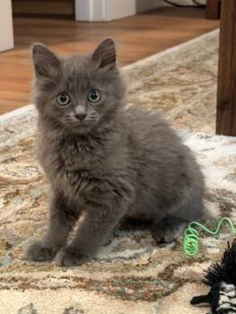 Mermista -  Domestic Medium Hair Cat for Adoption in Rochester, Washington - Mermista | PetCurious