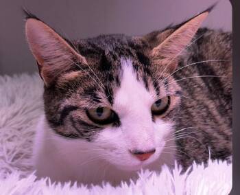 Tabby Cats Available for Adoption in Billings, Montana - Tigger | PetCurious