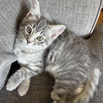 Viola -  Domestic Short Hair Cat for Adoption in Renton, Washington - Viola | PetCurious