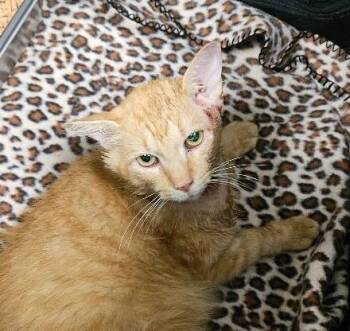 Sampson -  Domestic Long Hair Cat for Adoption in Disputanta, Virginia - Sampson | PetCurious