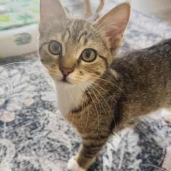 Peanut -  Domestic Short Hair Cat for Adoption in Fort Worth, Texas - Peanut | PetCurious