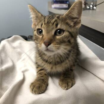 Richard -  Domestic Short Hair Cat for Adoption in Oak Park, Illinois - Richard | PetCurious
