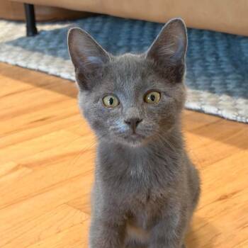 Mylo -  Domestic Short Hair Cat for Adoption in Victoria, British Columbia - Mylo | PetCurious