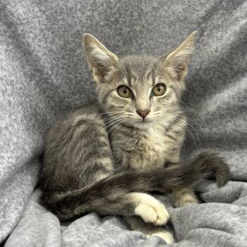 Pam -  Domestic Short Hair Cat for Adoption in Madisonville, Kentucky - Pam | PetCurious
