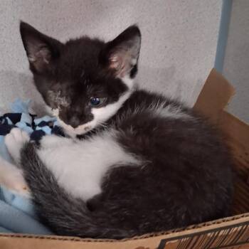 Patch -  Domestic Short Hair Cat for Adoption in Eureka, California - Patch | PetCurious
