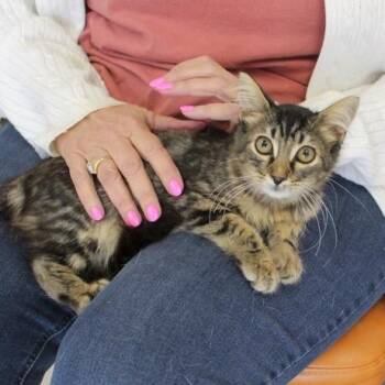 Benjamin -  Domestic Medium Hair Cat for Adoption in Birmingham, Alabama - Benjamin | PetCurious
