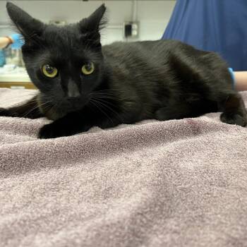 Lincoln -  Domestic Short Hair Cat for Adoption in West Palm Beach, Florida - Lincoln | PetCurious