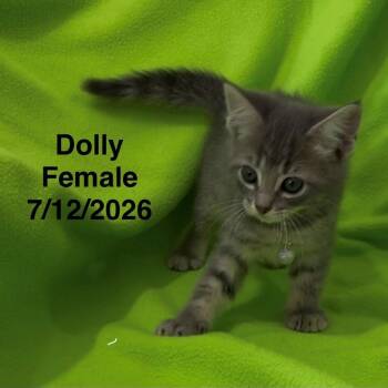Dolly -  Domestic Short Hair Cat for Adoption in League City, Texas - Dolly | PetCurious