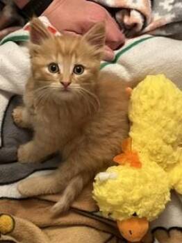 Domestic Medium Hair Cats Available for Adoption in Tallahassee, Florida - MALONE | PetCurious