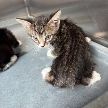 Poke -  Domestic Short Hair Cat for Adoption in Edinburg, Texas - Poke | PetCurious