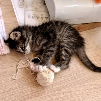 Alex the Lion 8 -  Domestic Short Hair Cat for Adoption in Austin, Texas - Alex The Lion 8 | PetCurious