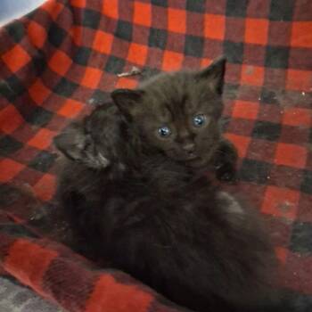 Jade -  Domestic Short Hair Cat for Adoption in Lake Havasu City, Arizona - Jade | PetCurious