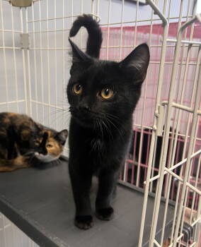 Rescue Domestic Short Hair Cats for Adoption in Georgetown, Kentucky - Mushroom (LFS) | PetCurious