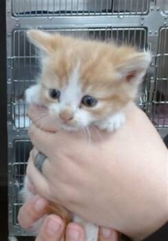 WINSTON -  Domestic Short Hair Cat for Adoption in Salinas, California - WINSTON | PetCurious