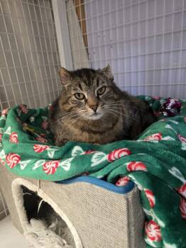Elmer -  Domestic Short Hair Cat for Adoption in Vancouver, Washington - Elmer | PetCurious