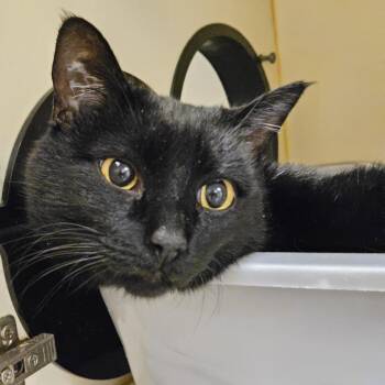 Domestic Short Hair Cats Available for Adoption - Shampoo | PetCurious