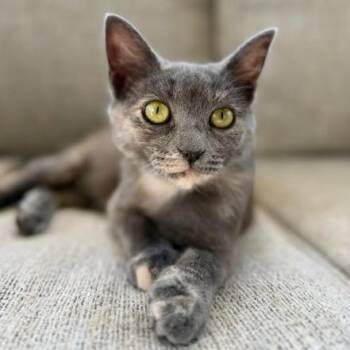 Sophie -  Domestic Short Hair Cat Available for Adoption in Aldie, Virginia - Sophie | PetCurious