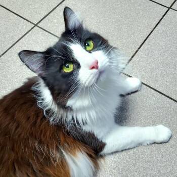 Domestic Long Hair Cats Available for Adoption in Pittsburgh, Pennsylvania - McFlurry | PetCurious