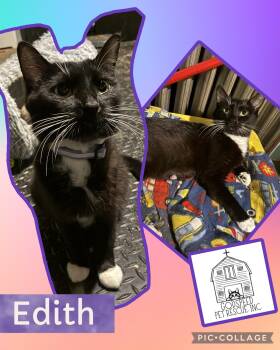 Edith -  Domestic Short Hair Cat for Adoption in Ashland, Illinois - Edith | PetCurious