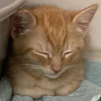 Saffron (red collar) -  Domestic Short Hair Cat for Adoption in Redwood City, California - Saffron (red Collar) | PetCurious