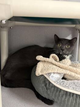 Goofy -  Domestic Short Hair Cat for Adoption in Alexandria, Virginia - Goofy | PetCurious