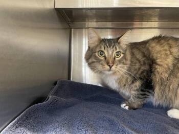 GUANTO -  Domestic Long Hair Cat for Adoption in Auburn, California - GUANTO | PetCurious