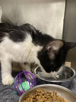 DEANNA -  Domestic Short Hair Cat for Adoption in Omaha, Nebraska - DEANNA | PetCurious