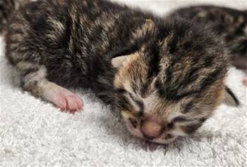 Domestic Short Hair Cats Available for Adoption in Fort Lauderdale, Florida - A2474556 | PetCurious