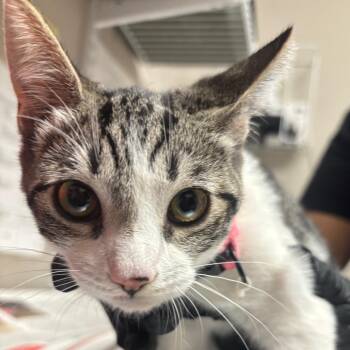 Wadsworth -  Domestic Short Hair Cat for Adoption in Yuma, Arizona - Wadsworth | PetCurious