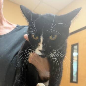 FWT Skye -  Domestic Short Hair Cat for Adoption in Midland, Texas - FWT Skye | PetCurious