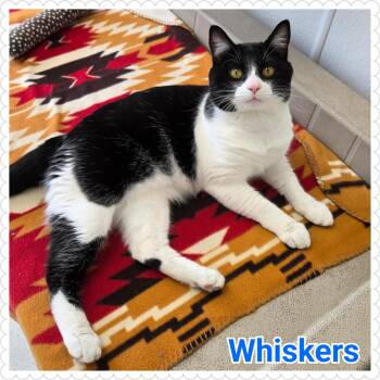 Rescue Domestic Short Hair Cats for Adoption in North Saint Paul, Minnesota - Whiskers | PetCurious